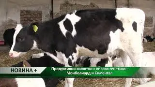 Новина плюс: Продуктивни животни с висока генетика – Монбелиард и Симентал