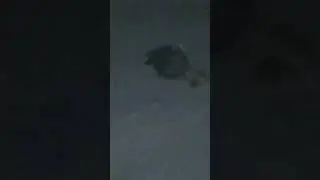 спасение ежей