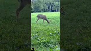 NEW Buck on the farm!!! #2024 #deer #new #wildlife #buck #trailcam #shorts #nature #august #summer
