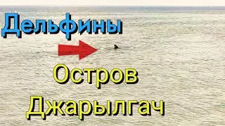 Остров Джарылгач / Скадовск 2021 / Дельфины / Дикие кабаны