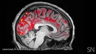 Blood flows out and cerebrospinal fluid flows into the sleeping brain  | Science News
