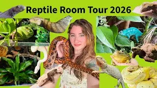 Reptile Room/House Tour 2026