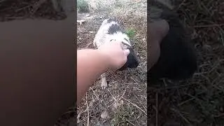 Беременная и бездомная на дороге 😭