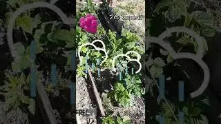 Обязательная ОБРАБОТКА МАЛИНЫ весной для хорошего урожая ✔ Не пропустите ✔