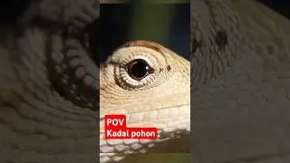 #fotografi #macrophotography #fotographer #reptiles #treelizard #povphotography #wildlifeanimals