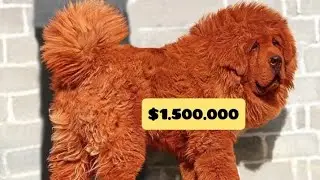 Most expensive Dog breeds in the world