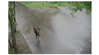 В парк Кузьминки пришел лось! 31.05.2020