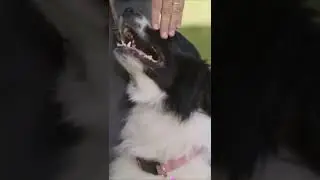 Prong Collar Focus Training | The Beacon Dog Academy