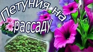 Выращивание рассады петунии из семян . ч  1 я .