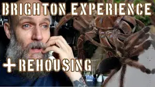 Southern Invert Show and Rehousing 