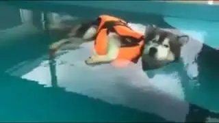 Dog Takes Swimming Lessons