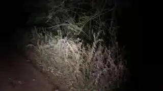 🔴Live Big Foot Hunt