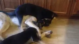 Рэй, Рысь и Грэйс