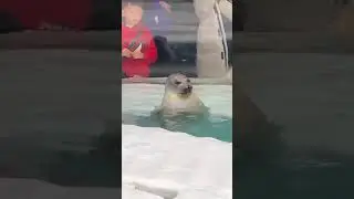 まるで温泉に浸かってるおっさん　アザラシ　海遊館