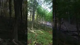Крымский лес 🌲