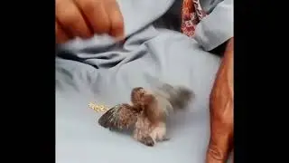 baby dove