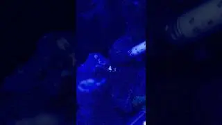 The parasite spread in my tank!?
