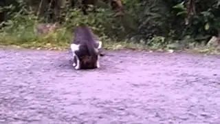 Kucing kawin di jalan