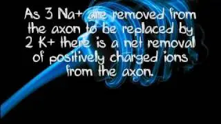 The Nervous System A Level Biology Revision Video - Part 1
