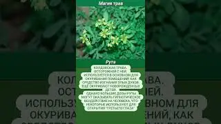 #рута