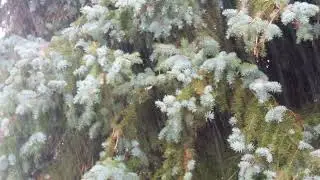 White Noise Rainstorm 🌧️ Rain forest Rain Sounds for Sleeping or Studying