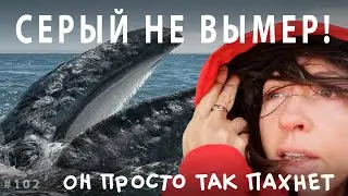 Серый кит не вымер! Он просто так пахнет // Всё как у зверей #102