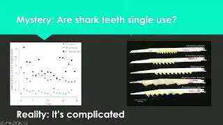 Myths and Mysteries of Shark Morphology