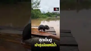 เอ็นดู ผู้ประสบภัยตัวน้อย ตัวสั่นหนีน้ำท่วม | อีจัน EJAN