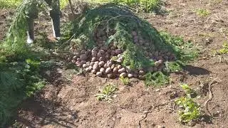 Как хранить картофель если нет погреба /How to store potatoes if there is no cellar