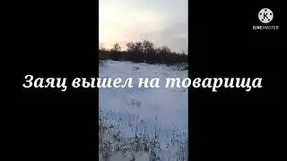 Быстрая охота с Эстонским гончим. Четвёртый Ройкин заяц.