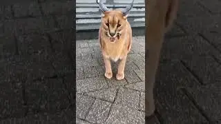Ce caracal n’aime pas être filmer #shorts #animals