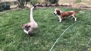 Basset hound vs goose
