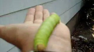 What a Monster!