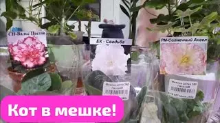 🌺ОБЗОР Новых Фиалок! 🌺Как выбрать Детку при Покупке? На что ВАЖНО обратить Внимание?🌺