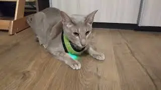 Шлейка для кота