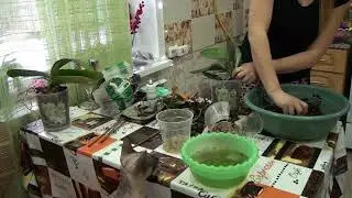 Влог / пересадка  ОРХИДЕИ фаленопсис