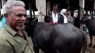 ৭/৩/২০২০ শনিবার ধারণকৃত/পুটিয়া হাট থেকে মহিষ ক্রয় করতে দাম জানুন, শিবপুর, নরসিংদী।