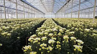 Awesome chrysanthemum planting, care and harvesting