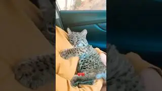 Couple finds baby bobcat