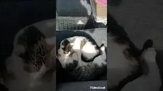 ДВА ЗАКОХАНІ КОТИ ДУЖЕ СКУЧИЛИ ОДИН ЗА ОДНИМ 