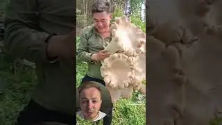 The biggest mushrooms on our planet! Titanic tricholoma! 