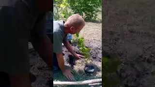 Посадка зелёного саженца винограда. Рекомендую посмотреть