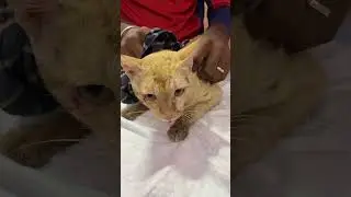 Brave👏 #cat #pets #trendingshorts #viral #trending #viralshorts #video #viralvideo #trend #catlover