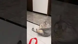 what's going on meow 🤭🤣 #funnyshorts #animals #shortsfeed #shortsvideo #shortsviral