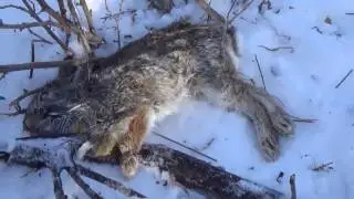 Snare Traps - Catching Rabbits & Small Game