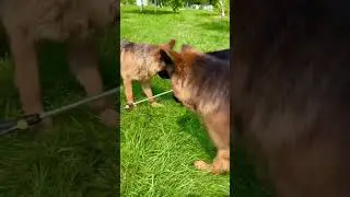 When They Home Along! 🐶#shorts #dogs #germanshepherdtraining