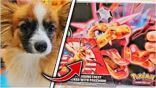 I Opened the Charizard Collector's Tin FULL of Pokemon Cards!!