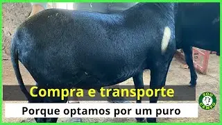 Comprando os melhores carneiros reprodutores pra fazenda.