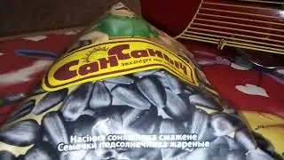 Как хомяк 🐹 кушает семечки