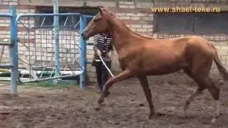 Haya Shael (Tsair - Haghit), akhalteke horse. sale. ахалтекинская лошадь, продажа.